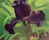 Bearded Iris and Peony
