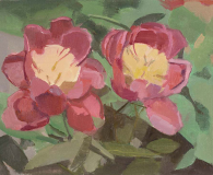 Peonies