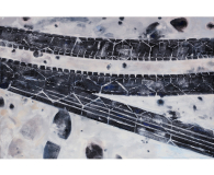 Fresh Tire Tracks and Other Snow Markings