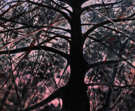 Twilight Rhapsody with Branches