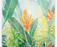 Two Bird Of Paradise flowers with surrounding green foliage