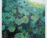 Dark green foliage with blue tones