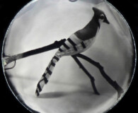 View through the glass of abstract bird