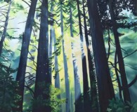 Trees in the forest with sunshine coming through.