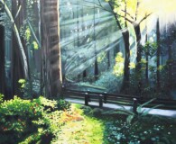 Bushes and foliage with path and trees in the background sunlight streaming through.
