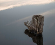 Tree trunk reflected in water.