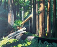 Tree trunk on the forest ground with smaller logs surrounded by ferns.